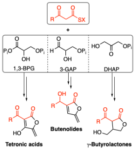 Styrolides representing a structural and biosynthetic link between tetronic acids and γ-butyrolactones