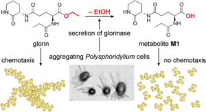 Inactivation of glorin cuased by extracellular enzymatic activity (glorinase) in the glorin-responsive group 2 taxon Polysphondylium pallidum