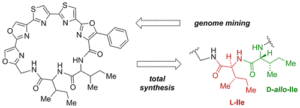 Total synthesis and stereochemical assignment of the polyazole cyclopeptide aurantizolicin