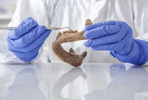 Scientist holding an ancient maxillary bone