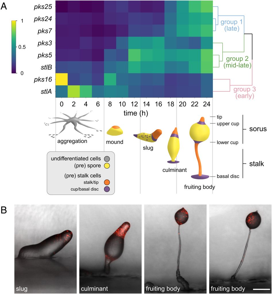 Heat map of pks expression and detection of pks5 promoter-driven RFP expression