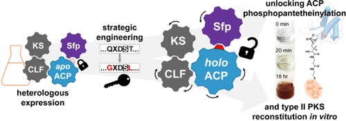 2025_publication_ACS_Chem_Biol